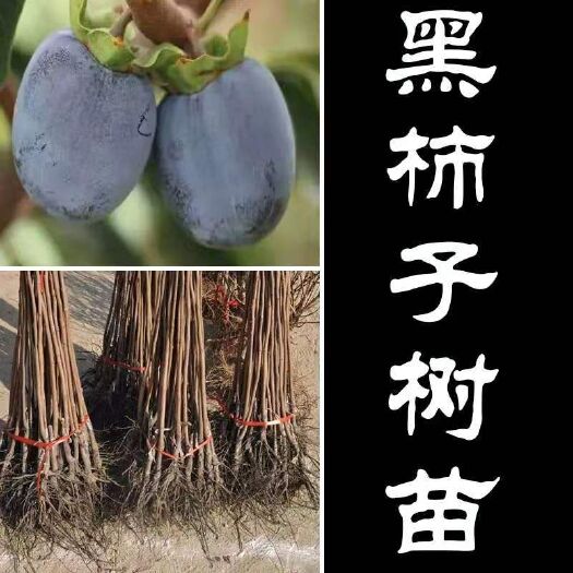 平邑县黑柿苗 黑柿子树苗，南北方种植，中通包邮，品质保证，量大优惠。