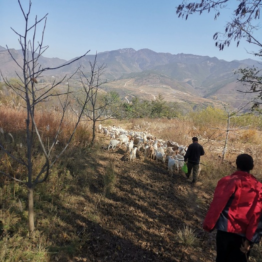 洛南县 商洛放养山羊