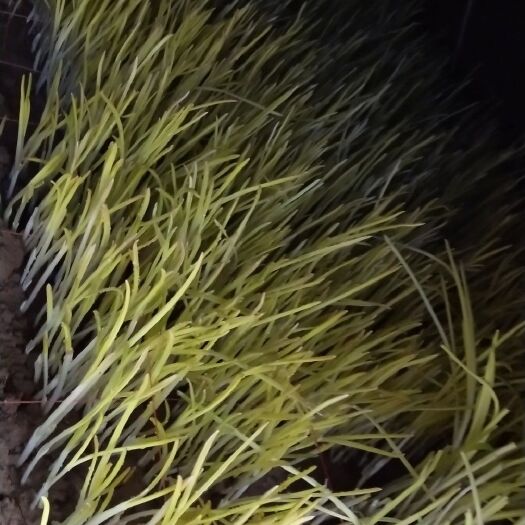商丘 新鲜蒜黄