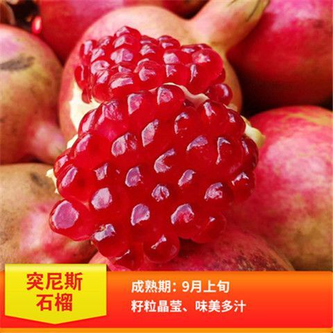 平邑县 石榴树苗突尼斯软籽石榴树苗