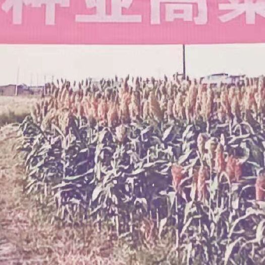 青县 汉青种业以优质高产的高粱种子，以优质便捷的服务欢迎您的到来