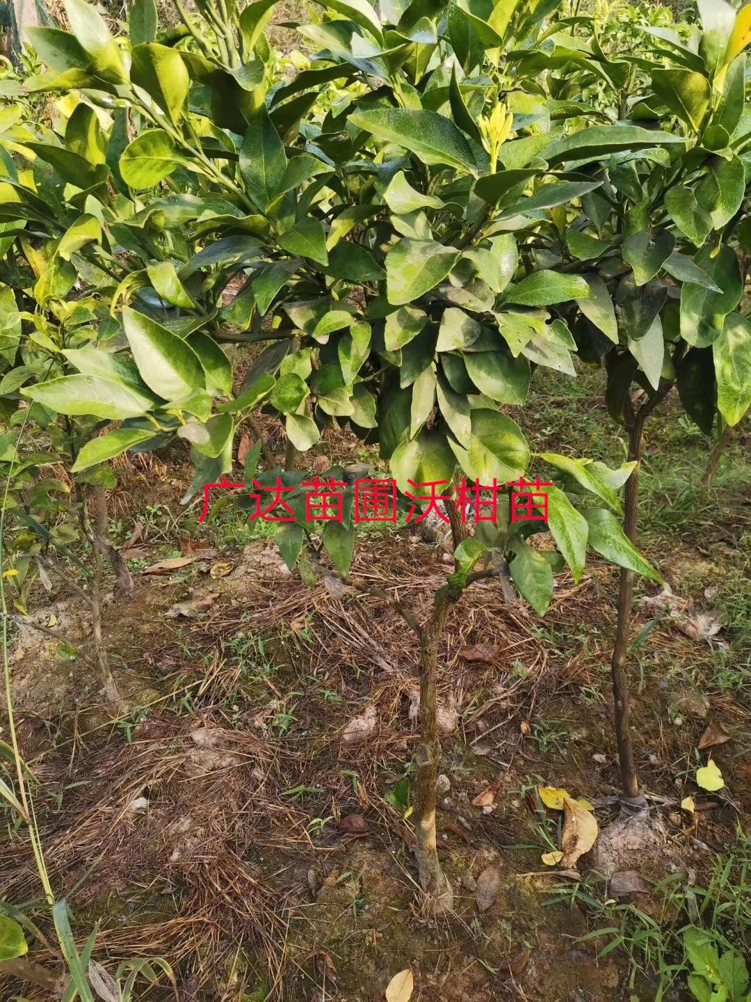  沃柑苗
