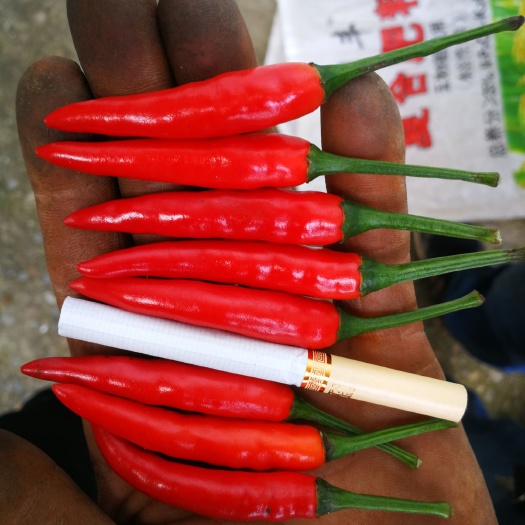 苍溪县 小米辣、朝天椒正在热卖中