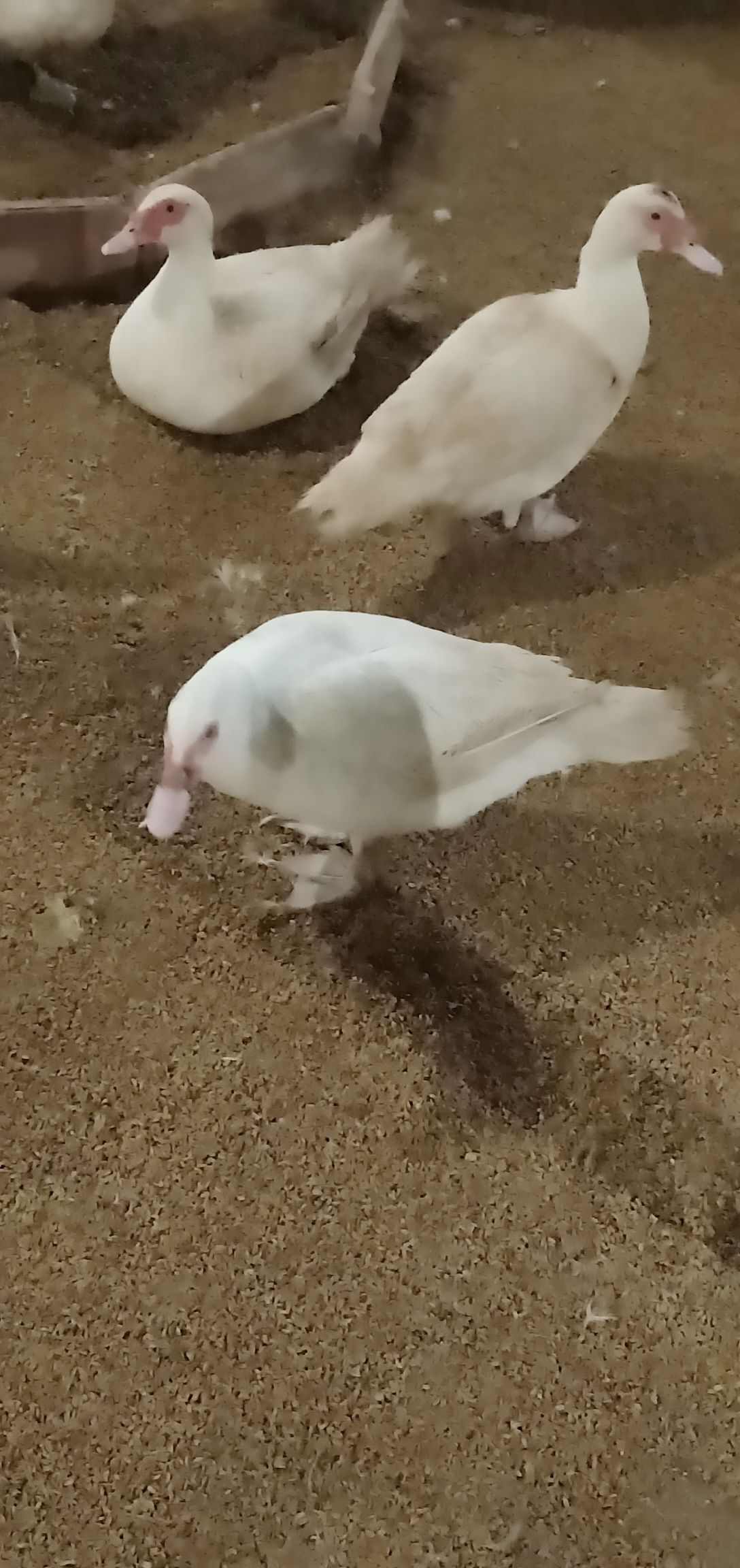 【鸭蛋种蛋】洋鸭蛋可孵化番鸭种蛋受精蛋红脸美洲雁白洋鸭受精蛋