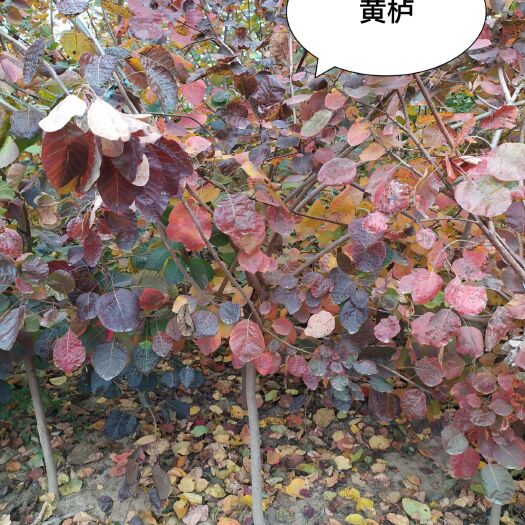 定州市 2020年预售， 黄栌绿化苗木