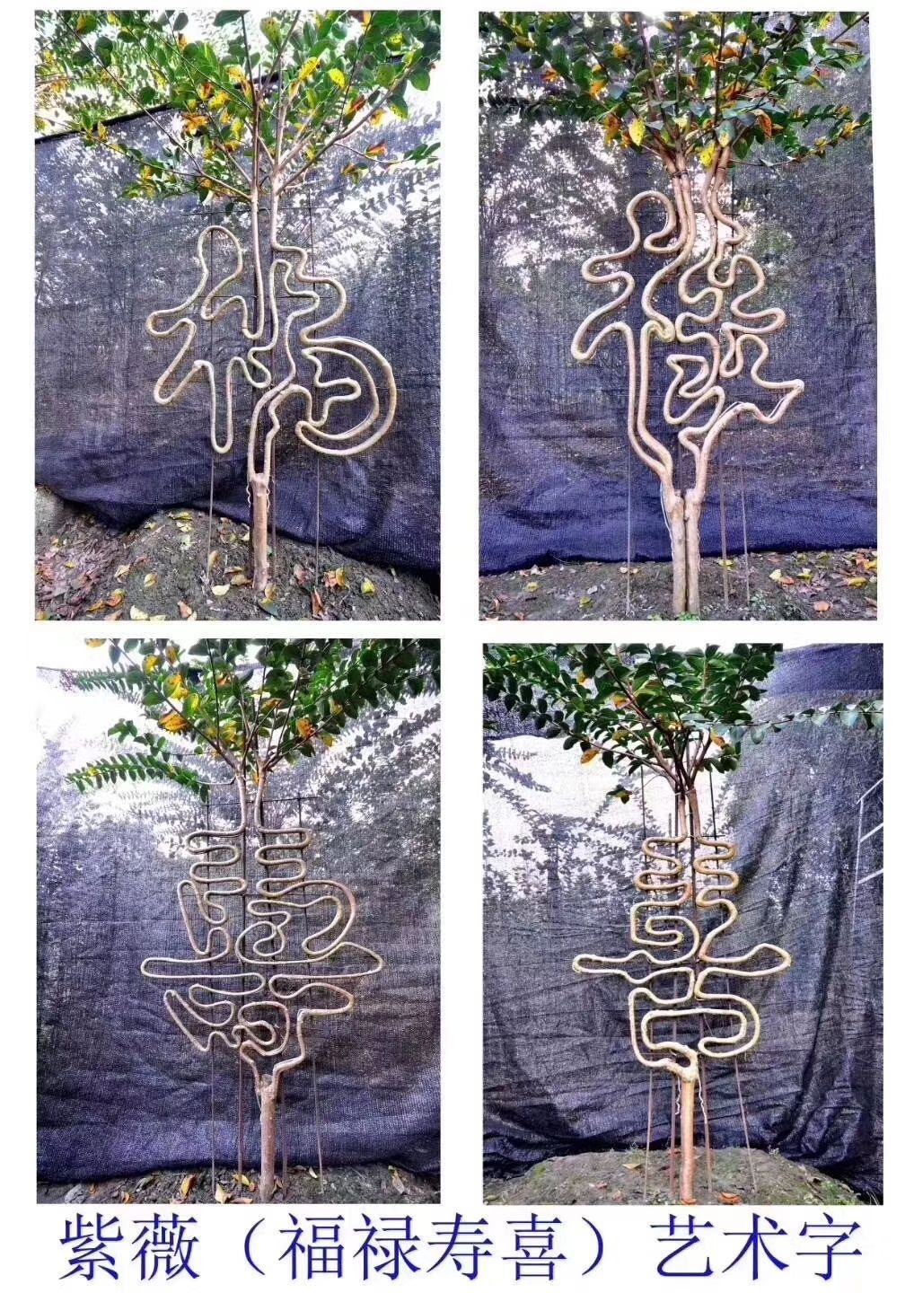 方城县北栾造型景观树 紫薇字体造型艺术  骨架造型艺术