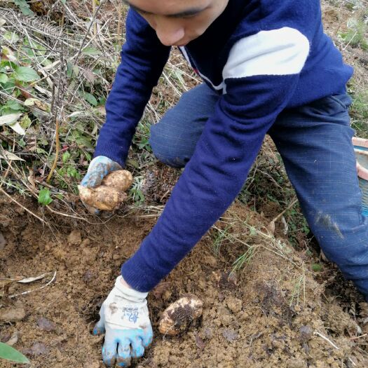 彝良县 云南昭通小草坝天麻，现挖现发，小草坝天麻国际交易中心