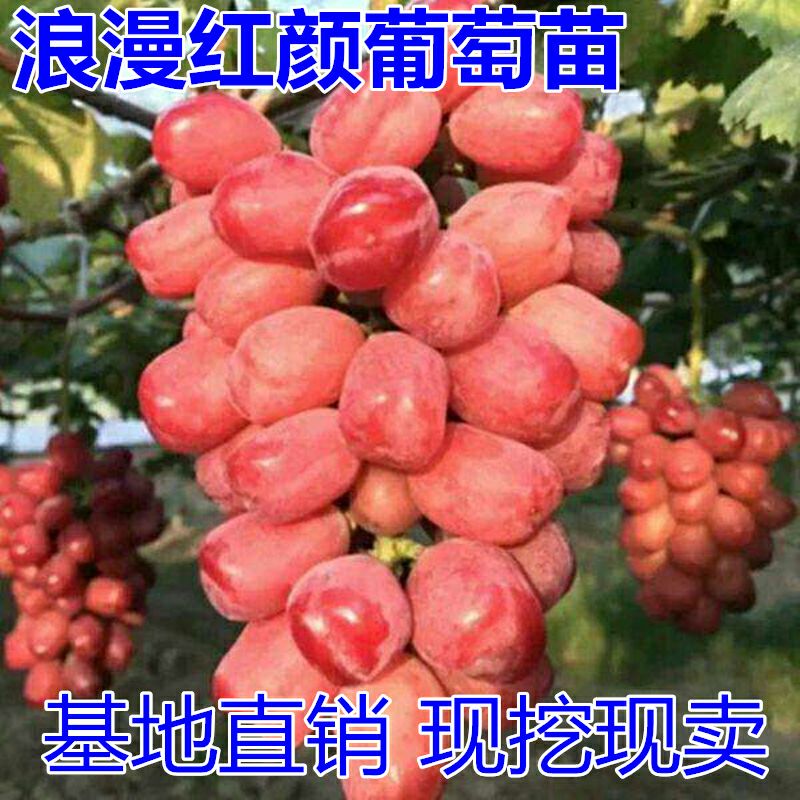 平邑县 浪漫红颜葡萄苗适合南北方种植