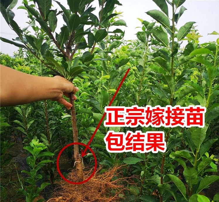 蜂糖李树苗  蜂糖李苗李子苗树苗盆栽地栽南北方种植离核甜脆李子当年结果