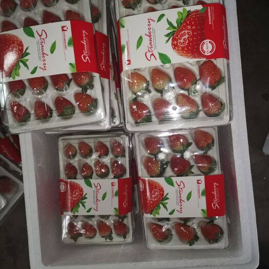 德昌县红颜草莓 需要供货的联系我全国到货