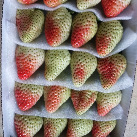 会泽县蒙特瑞草莓 20克以上