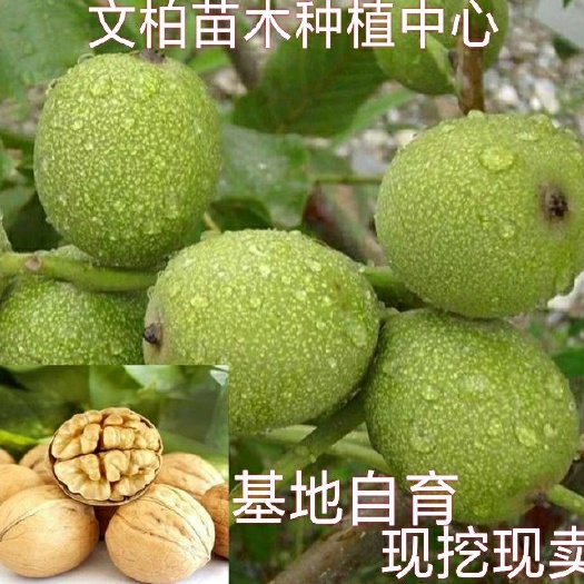 平邑县 核桃苗 薄皮核桃苗8518核桃苗纸皮核桃苗皮薄如纸易取整仁