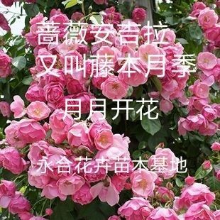 平邑县 蔷薇花卉苗。安吉拉德国品种，现挖现发货
基地直销，诚信经营