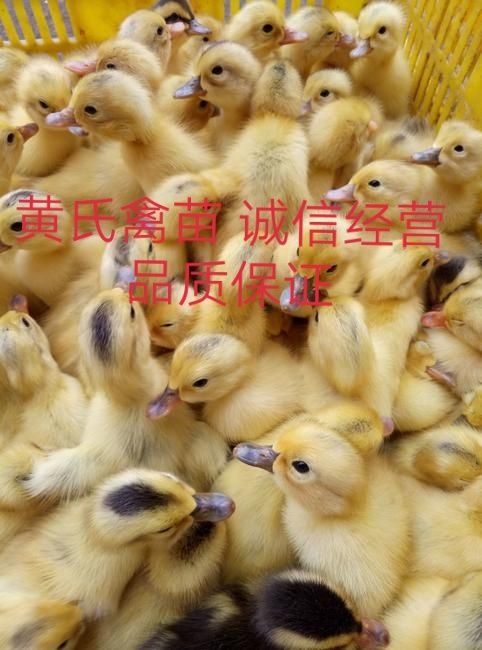 惠州 多蛋鸭苗  诚信建设  让客户满意  买到赚到