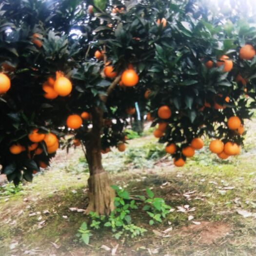 保靖县比耳脐橙 正宗比耳e橘橙  酉水河一带  现在开始上市场了额，自己家不