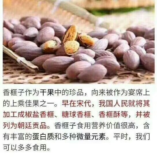 绍兴千年老树香榧