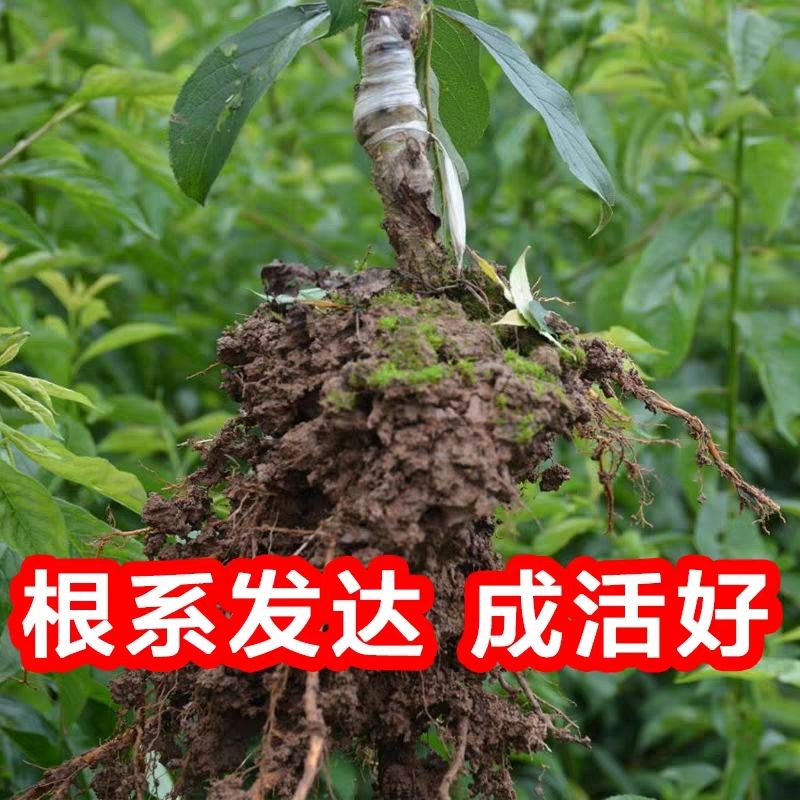 蜂糖李树苗  蜂糖李苗李子苗树苗盆栽地栽南北方种植离核甜脆李子当年结果