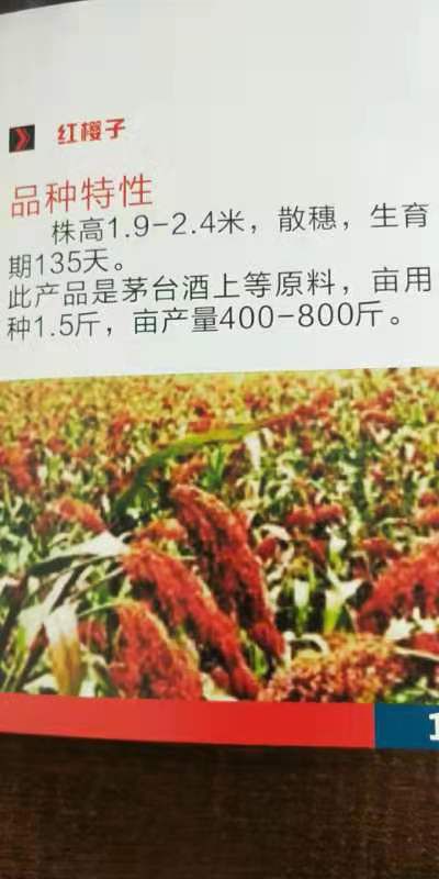  汉青种业以优质高产的高粱种子，以优质便捷的服务欢迎您的到来