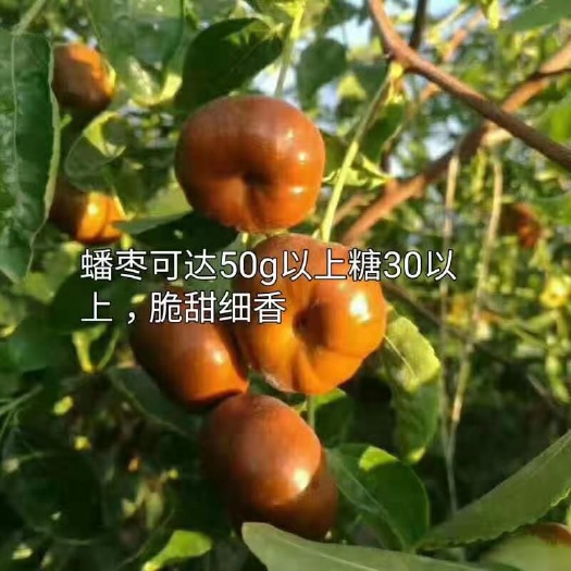 平邑县 潘枣树苗。保质量保品种。根系发达。现挖现卖。1~3年苗