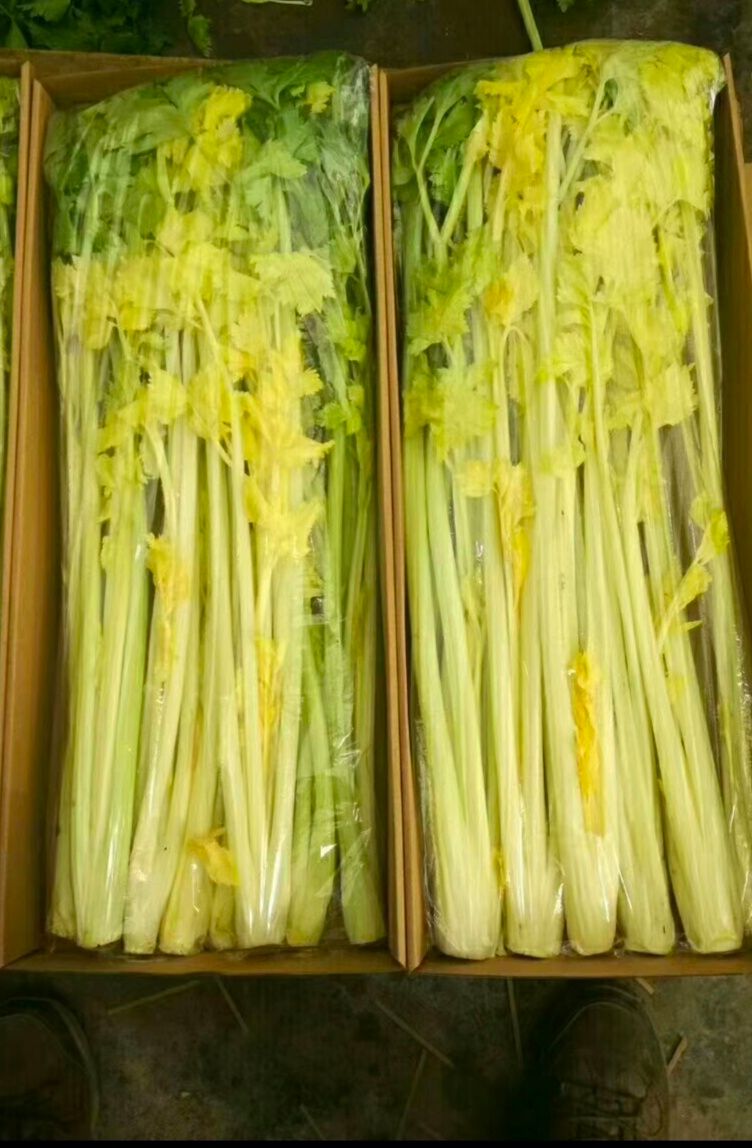  纯真马家沟芹菜，无筋味香脆甜，