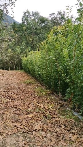 茂县青李子苗 青脆李树苗需要预订的联系我