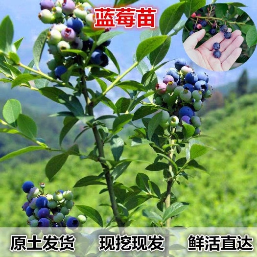 平邑县夏普蓝蓝莓苗 成活率高  带原土发货