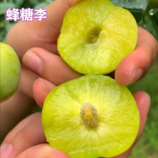 平邑县 李子树苗蜂糖梨树苗南北方适种
