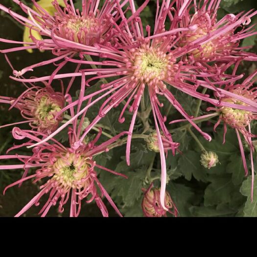 昆明 各类菊花种苗
