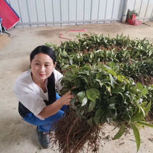 古丈县九月黄金蕉苗 九月黄金焦苗 九月黄改良苗