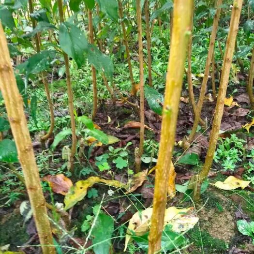 关岭县蜂糖李树苗 六马峰糖李架接苗