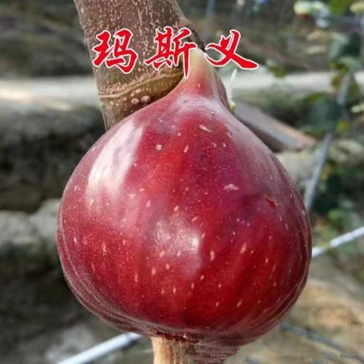  无花果树苗