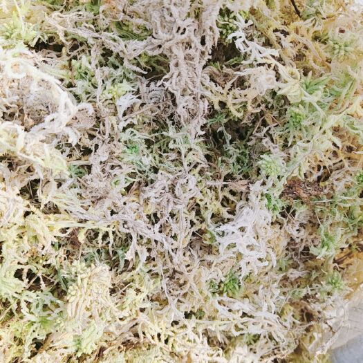 隆回县水苔苔藓  水苔