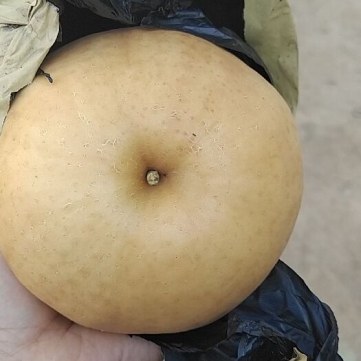 太康县 晚秋黄金梨个大汁多润肺