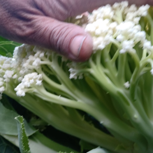 徐州白面青梗松花菜 精品蔬菜，大量供应