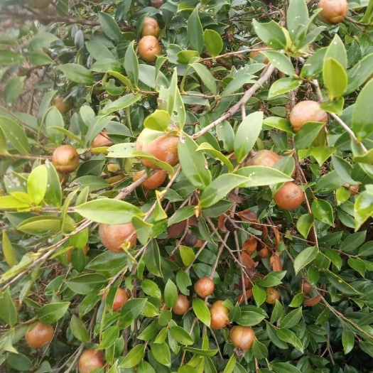 衡东县野生山茶油