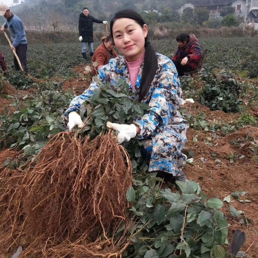 古丈县八月瓜苗 湘西田氏八月瓜种植（包邮）
