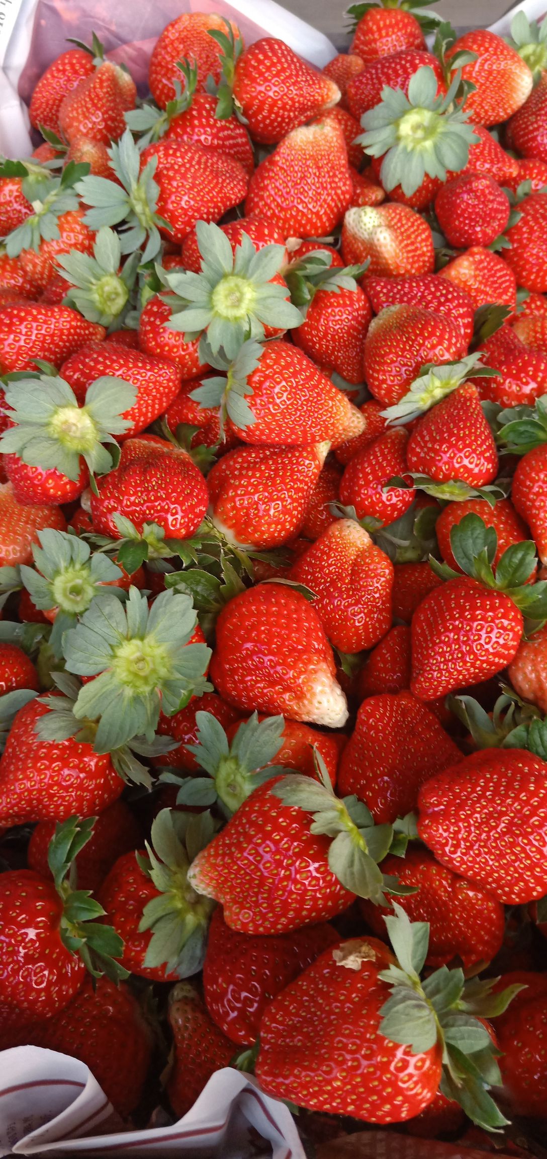 甜查理草莓 香甜可口,欢迎客商前来远货