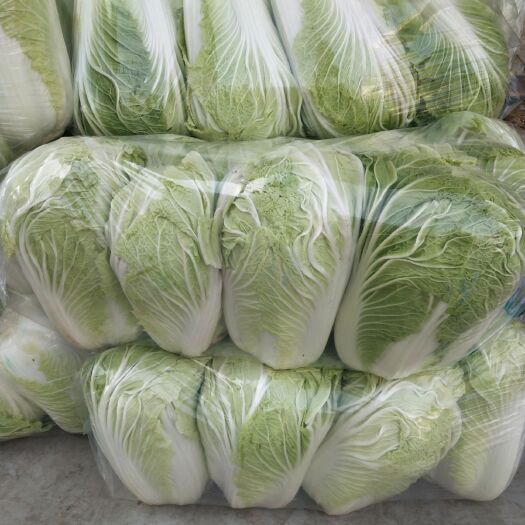 汝州市河南汝州青杂3号大白菜大量上市，视频看货，诚信代收，欢迎来电