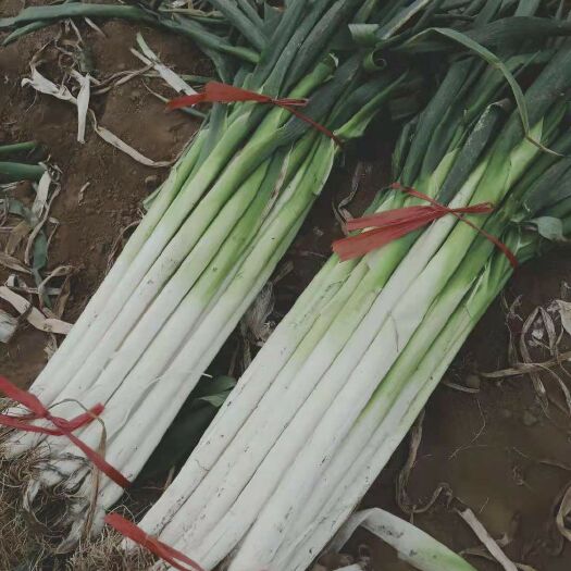 长白大葱河北省保定市蠡县小陈大葱基地总经纪人宋少然