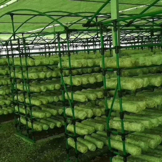 天津菌菇棚    菌菇架子   菌菇配件    棚膜  棉被