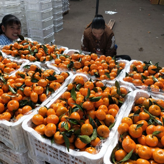全州县棉桔，又称臭皮柑蜜广，广桔