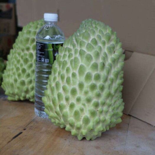 灵山县凤梨释迦果苗