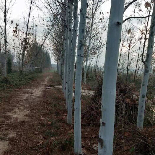 齐河县 出售自种白蜡