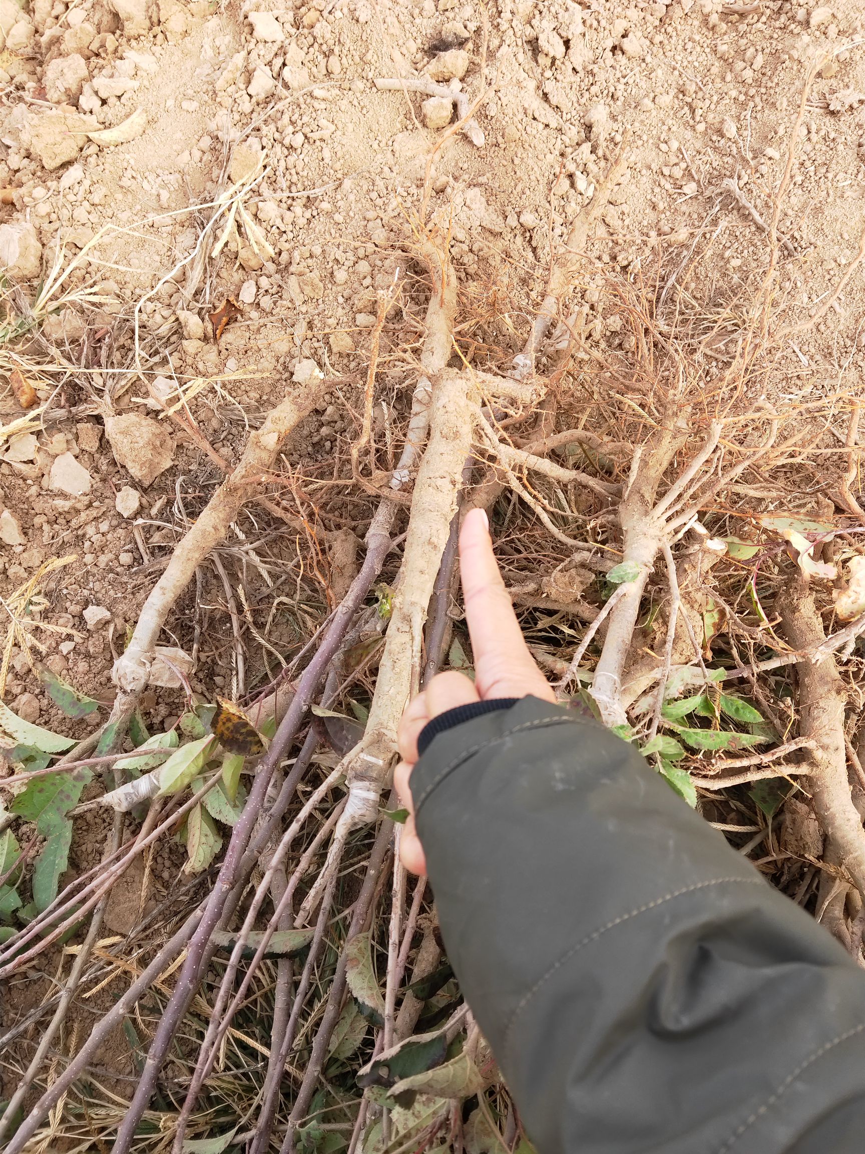  中秋王苹果树苗