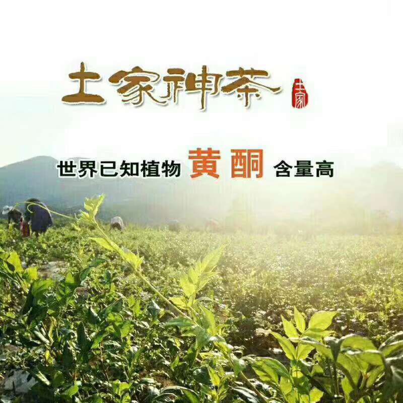 藤茶莓茶永顺莓茶