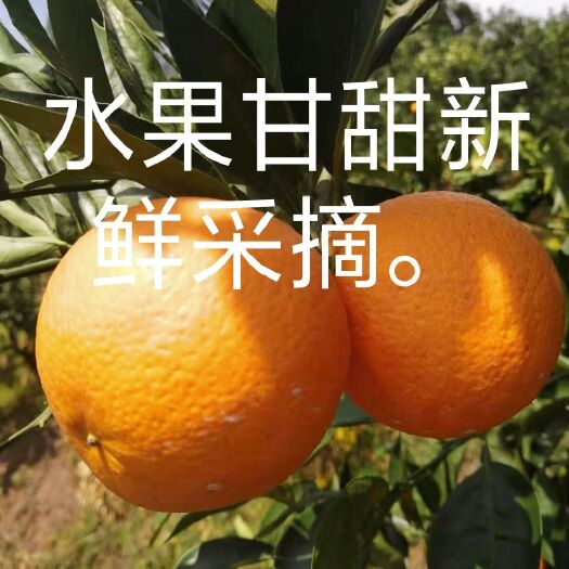 秭归县纽荷尔脐橙  秭归脐橙，橙子，纽荷尔，柑橘，柔嫩汁多，皮薄色鲜，产地直销