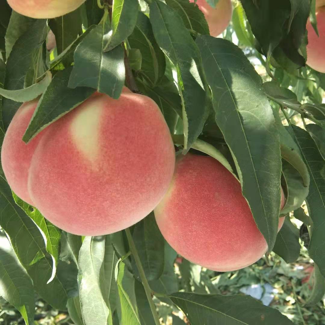 秋桃品种图片