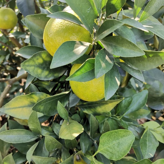 南宁 红江橙