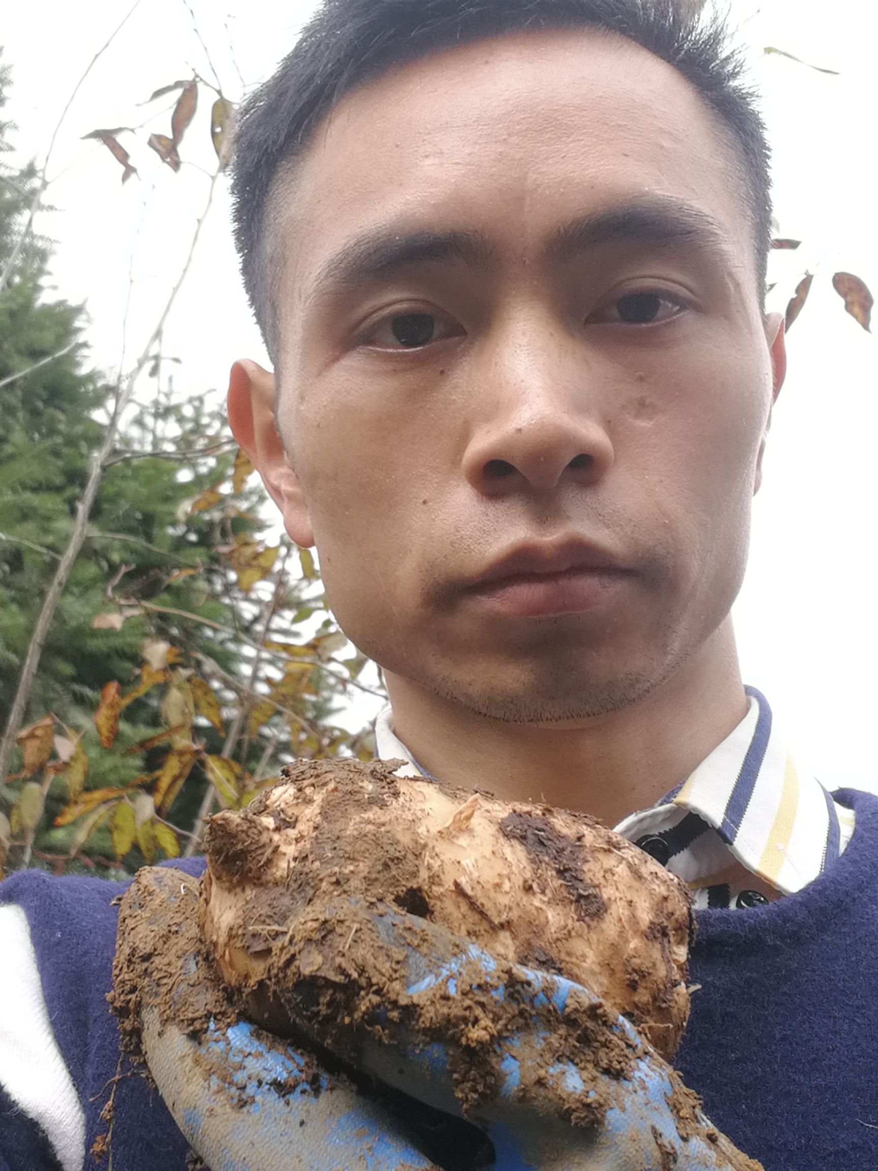  昭通彝良小草坝天麻，现挖现发，我自己去挖的噢