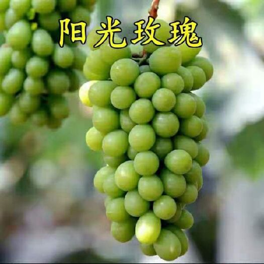 平邑县 阳光玫瑰葡萄苗南北方适种盆栽地栽